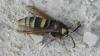 Sesia apiformis